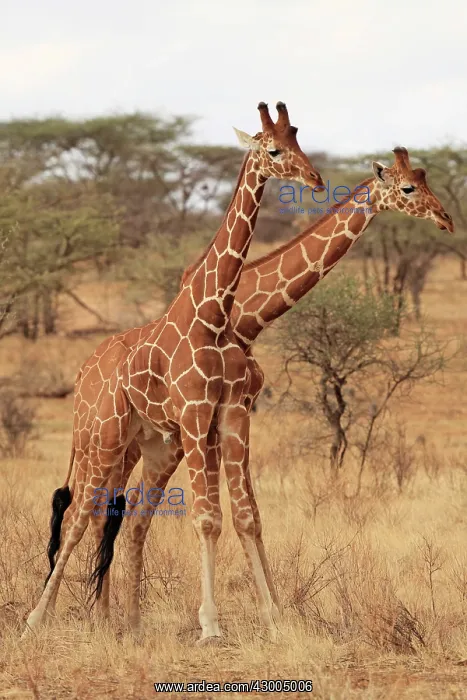  : Reticulated Giraffe males fighting