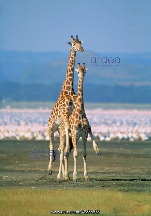  : Reticulated Giraffe - mating