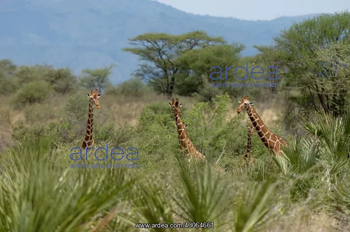 : Reticulated Giraffe, Meru National Park : Reticulated Giraffe, Meru National Park