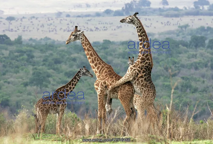 : Reticulated Giraffe - pair, mating : Reticulated Giraffe - pair, mating