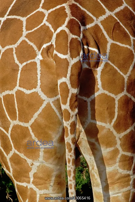 : Reticulated Giraffe skin pattern on rear : Reticulated Giraffe skin pattern on rear