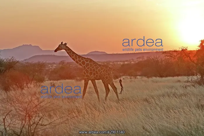 : Reticulated Giraffe - at sunset : Reticulated Giraffe - at sunset