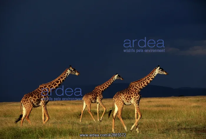 : Reticulated Giraffe - three, with stormy sky behind : Reticulated Giraffe - three, with stormy sky behind