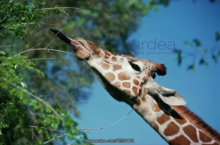 : Reticulated Giraffe - Tougue extension : Reticulated Giraffe - Tougue extension