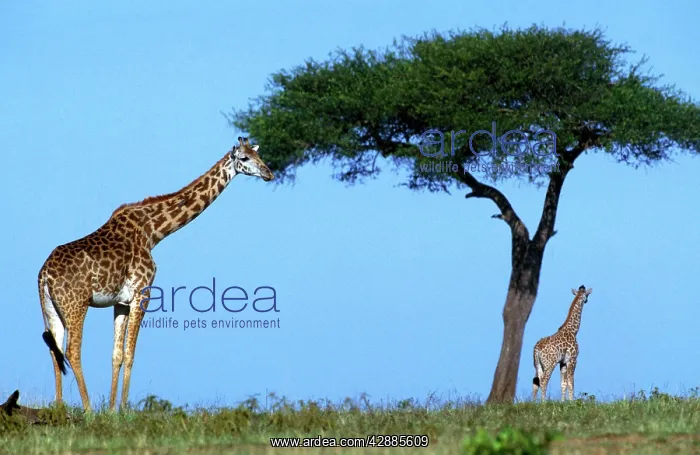 : Reticulated Giraffe - two, one grazing on tree : Reticulated Giraffe - two, one grazing on tree