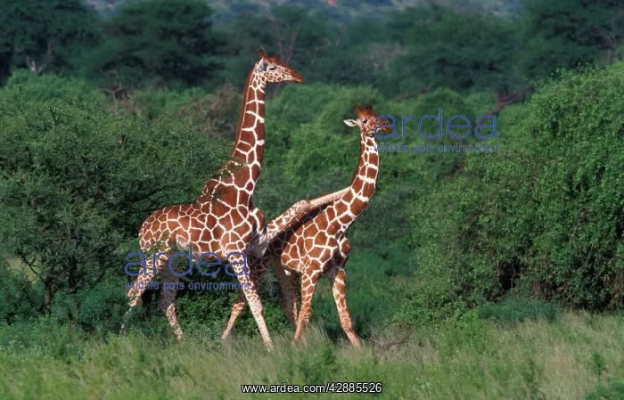 : Reticulated Giraffe - two, one with leg over second : Reticulated Giraffe - two, one with leg over second