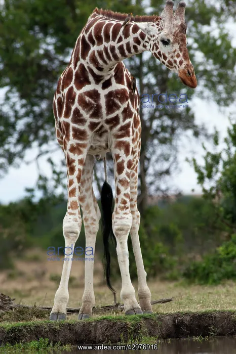 : Reticulated Giraffe - at waterhole : Reticulated Giraffe - at waterhole
