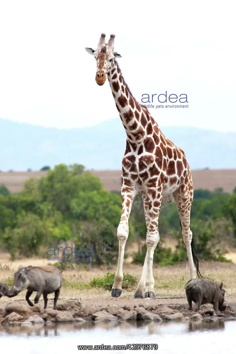 : Reticulated Giraffe - at waterhole with Warthogs : Reticulated Giraffe - at waterhole with Warthogs