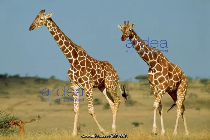 : RETICULATED GIRAFFE - x two : RETICULATED GIRAFFE - x two
