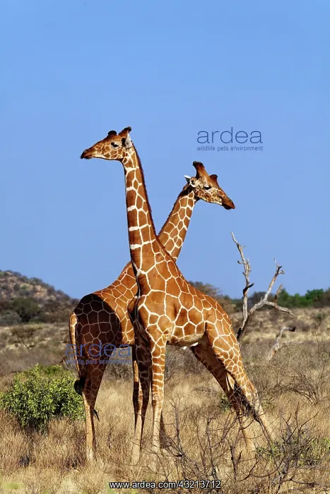 : Reticulated Giraffes, Giraffe camelopardalis : Reticulated Giraffes, Giraffe camelopardalis