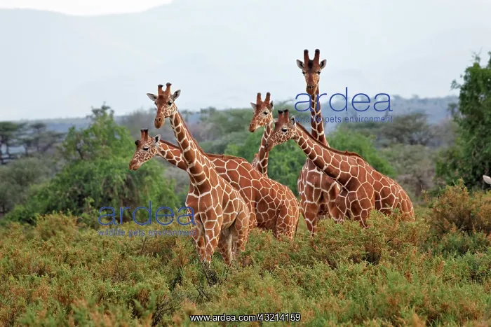  : Reticulated Giraffes, Samburu National Game
