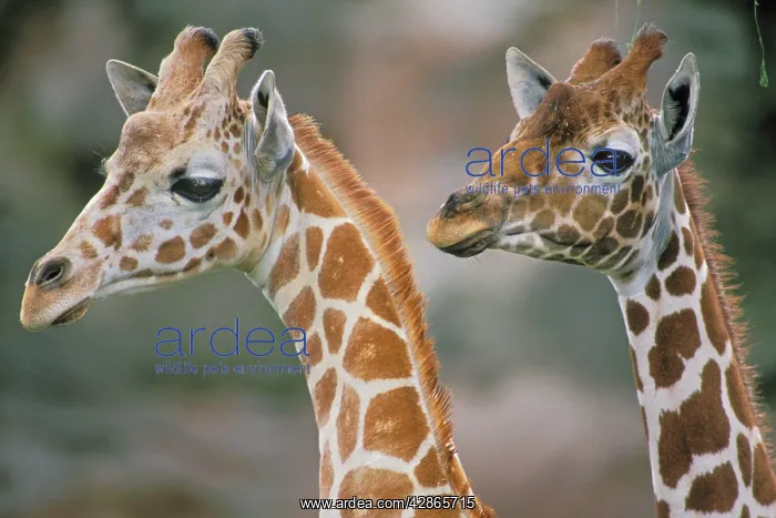 : Reticulated giraffes - two, close-up of heads