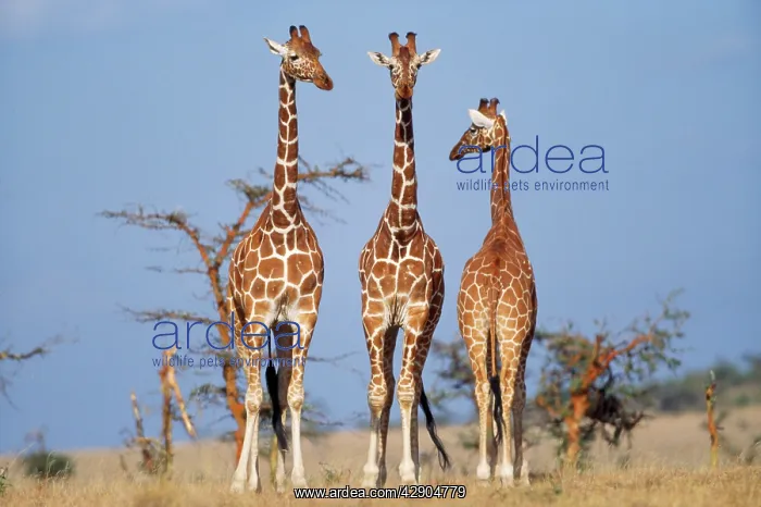 : Reticulated GIRAFFES x three : Reticulated GIRAFFES x three