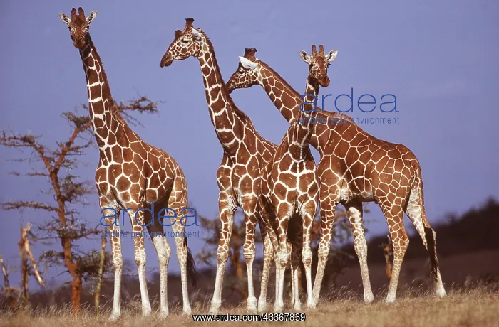  : RETICULATED GIRAFFES - x four