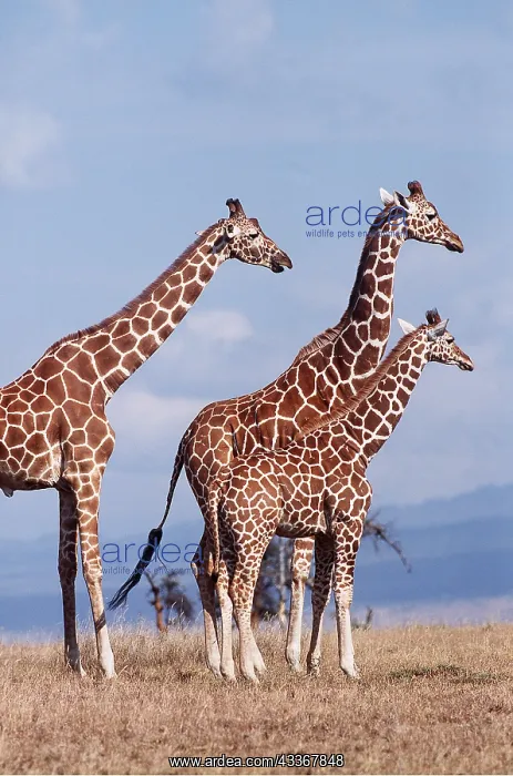 : RETICULATED GIRAFFES - x three : RETICULATED GIRAFFES - x three