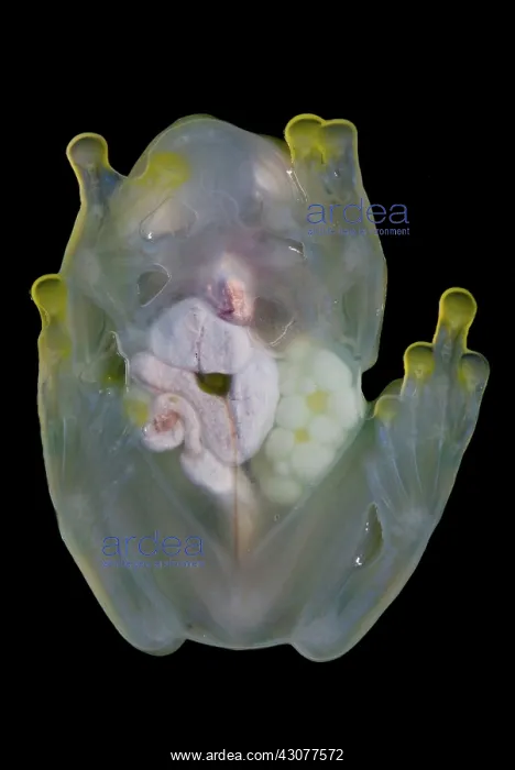: Reticulated Glass Frog : Reticulated Glass Frog