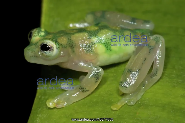 : Reticulated Glass Frog : Reticulated Glass Frog