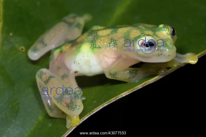 : Reticulated Glass Frog : Reticulated Glass Frog