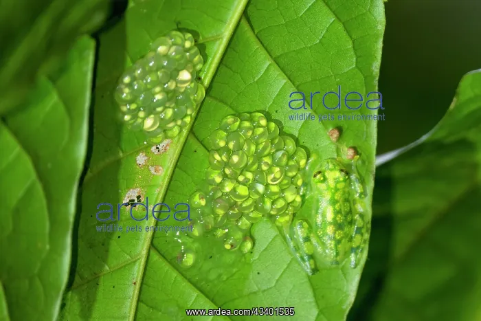 : Reticulated Glass Frog, Hyalinobatrachium valerioi. the : Reticulated Glass Frog, Hyalinobatrachium valerioi. the