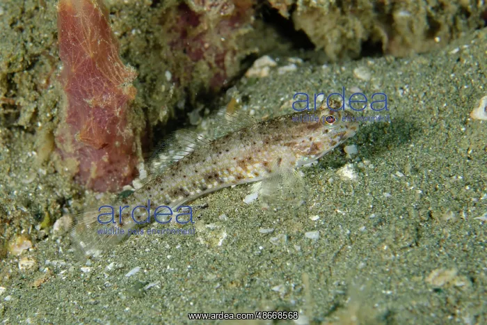 : Reticulated Goby - Laha dive site, Ambon, Maluku, Indonesia : Reticulated Goby - Laha dive site, Ambon, Maluku, Indonesia