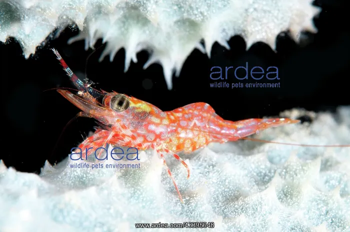 : Reticulated Hinge-beak Shrimp : Reticulated Hinge-beak Shrimp