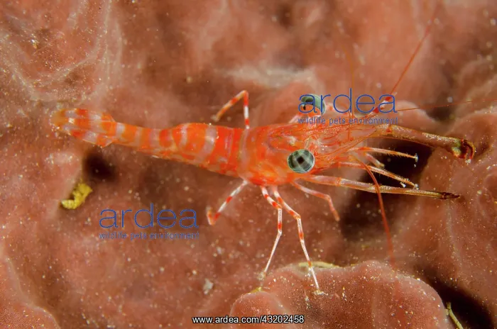 : Reticulated Hinge-beak Shrimp - Baracuda Point dive : Reticulated Hinge-beak Shrimp - Baracuda Point dive
