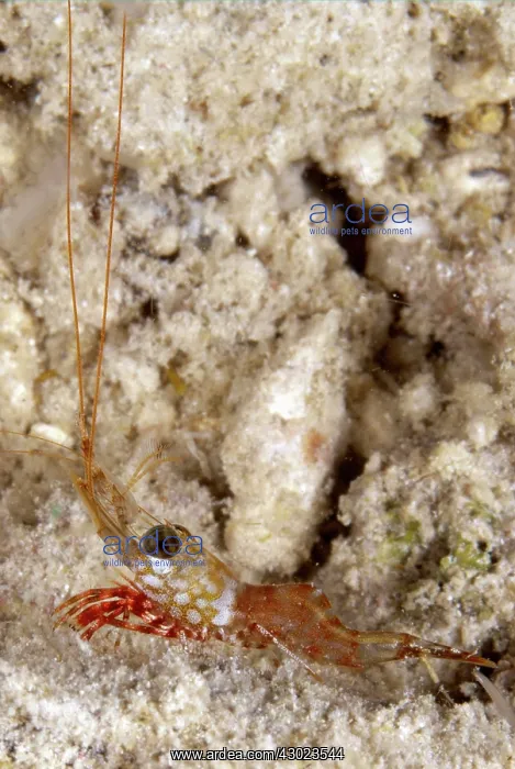 : Reticulated Hinge-beak Shrimp on night dive : Reticulated Hinge-beak Shrimp on night dive