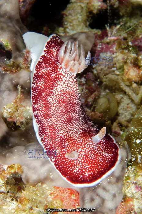 : Reticulated Nudibranch - Keruo Channel dive site : Reticulated Nudibranch - Keruo Channel dive site