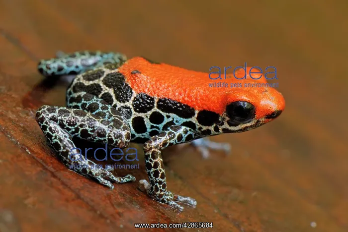 : Reticulated Poison Dart Frog : Reticulated Poison Dart Frog