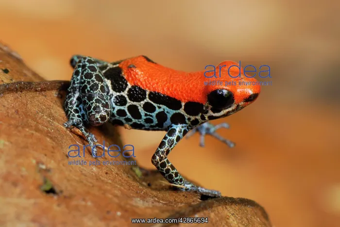 : Reticulated Poison Dart Frog : Reticulated Poison Dart Frog