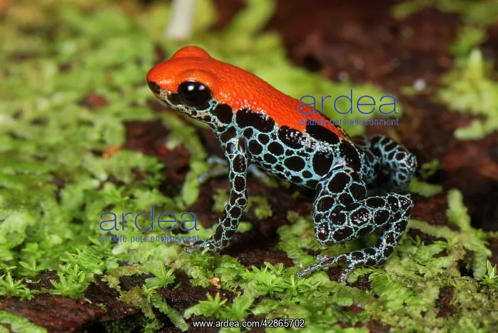 : Reticulated Poison Dart Frog : Reticulated Poison Dart Frog