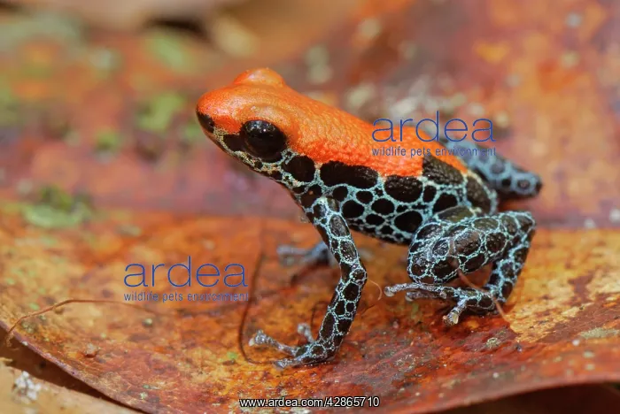 : Reticulated Poison Dart Frog : Reticulated Poison Dart Frog