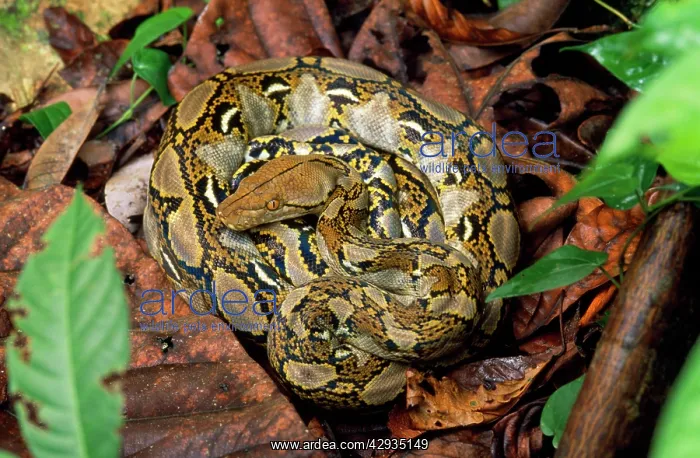 : Reticulated PYTHON : Reticulated PYTHON