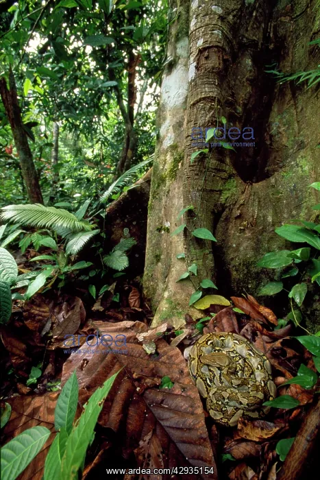  : Reticulated PYTHON