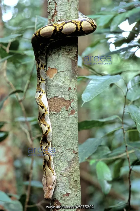 : Reticulated Python : Reticulated Python