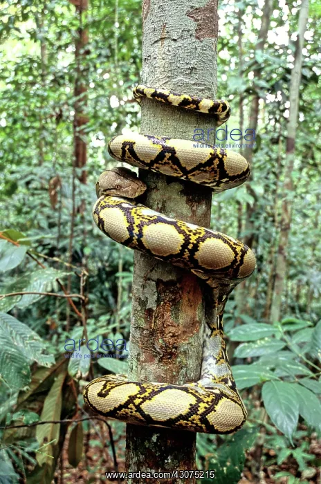 : Reticulated Python : Reticulated Python