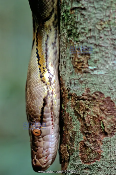 : Reticulated Python : Reticulated Python