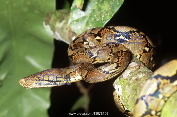 : Reticulated Python : Reticulated Python