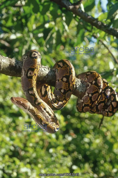 : Reticulated Python : Reticulated Python