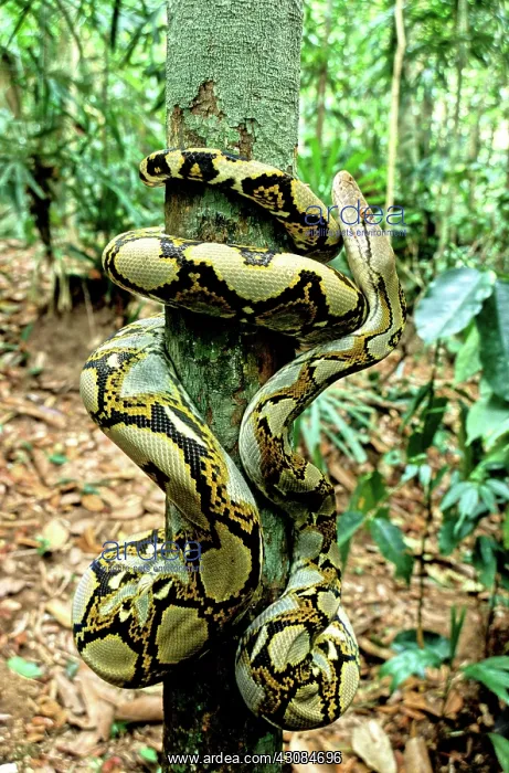 : Reticulated Python : Reticulated Python