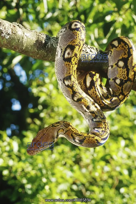 : Reticulated python : Reticulated python
