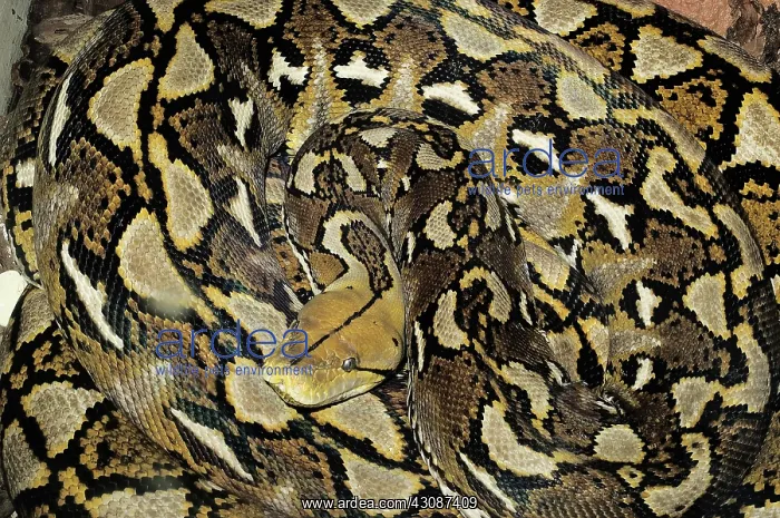 : Reticulated Python : Reticulated Python