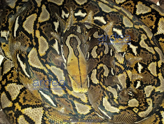 : Reticulated Python : Reticulated Python