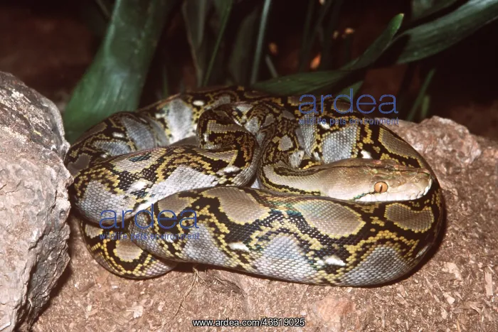 : RETICULATED PYTHON : RETICULATED PYTHON
