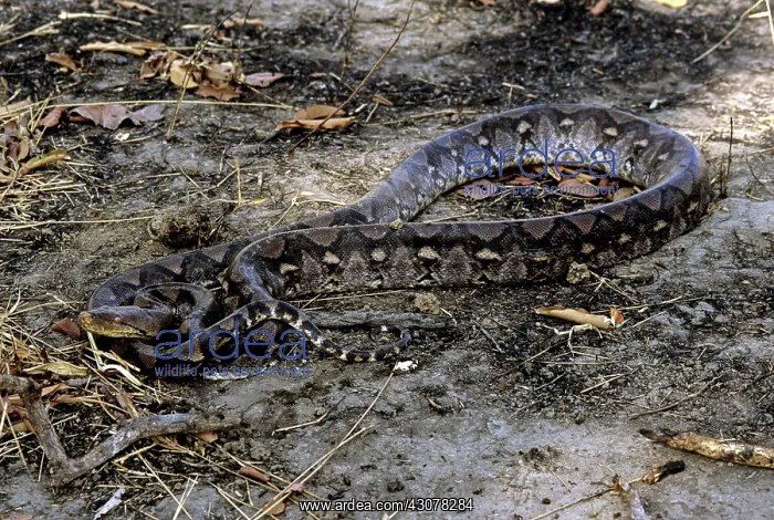 : Reticulated Python, Cambodia : Reticulated Python, Cambodia