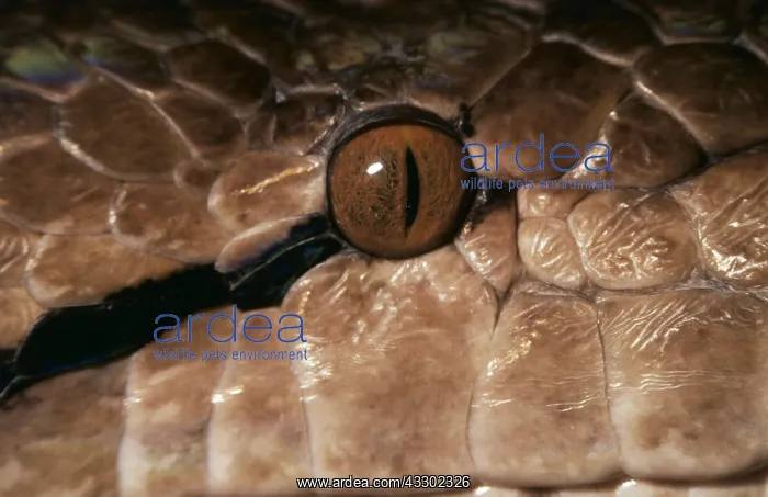 : RETICULATED PYTHON - CLOSE UP OF EYE : RETICULATED PYTHON - CLOSE UP OF EYE