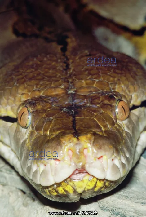 : Reticulated Python - close-up showing heat-sensitive : Reticulated Python - close-up showing heat-sensitive