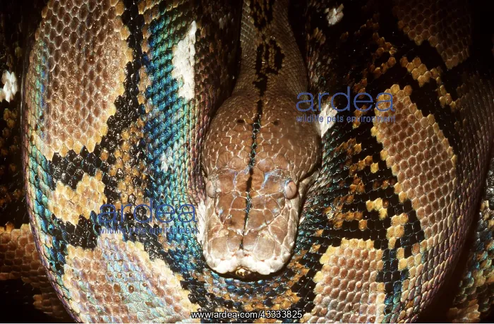 : RETICULATED PYTHON - Face close up : RETICULATED PYTHON - Face close up