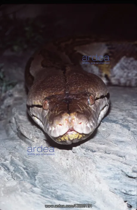 : RETICULATED PYTHON - head close up : RETICULATED PYTHON - head close up