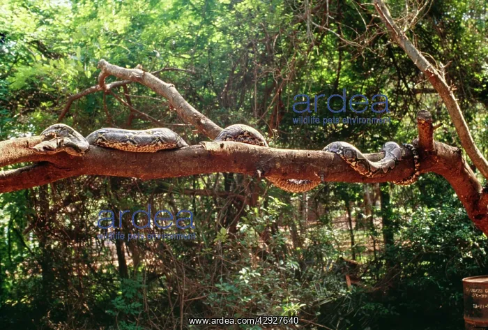 : Reticulated Python - longest snake in the world : Reticulated Python - longest snake in the world